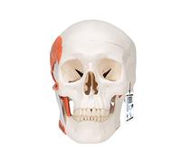 3B Scientific A24 Human Anatomy - TMJ Human Skull Model with Masticator Muscles, Magnetic Connections, 2 Part + free anatomy software - 3B Smart Anatomy