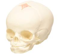 3B Scientific A25 Foetal Skull Model, Natural Cast, 30th Week Of Pregnancy + free anatomy software - 3B Smart Anatomy