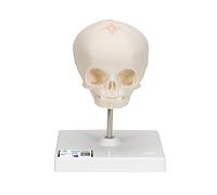 3B Scientific A26 Foetal Skull Model, Natural Cast, 30th Week Of Pregnancy, On Stand + free Anatomy App - 3B Smart Anatomy