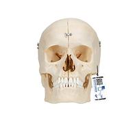 3B Scientific A281 Bonelike Human Bony Skull Model, 6 Part + free anatomy software - 3B Smart Anatomy