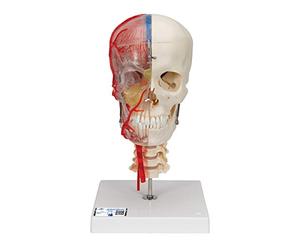 3B Scientific A283 Bonelike Human Skull Model, Half Transparent and Half Bony, Complete with Brain and Vertebrae + free anatomy software - 3B Smart Anatomy