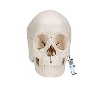 3B Scientific A290 Beauchene Adult Human Skull Model, 22 Part, Bone Coloured Version + free Anatomy App - 3B Smart Anatomy