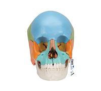 3B Scientific A291 Beauchene Adult Human Skull Model, 22 Part, Didactic Coloured Version + free anatomy software - 3B Smart Anatomy
