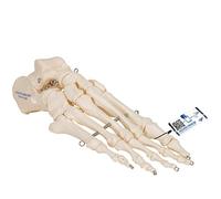 3B Scientific A30 Foot Skeleton Model + free anatomy software - 3B Smart Anatomy