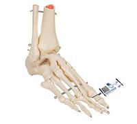 3B Scientific A31 Foot and Ankle Skeleton Model + free anatomy software - 3B Smart Anatomy