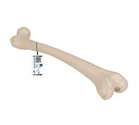 3B Scientific A35/1 Femur Model + free anatomy software - 3B Smart Anatomy