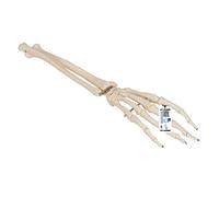 3B Scientific A41 Hand Skeleton with Portions of Ulna and Radius Model + free anatomy software