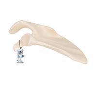 3B Scientific A45/4 Scapula Model + free anatomy software - 3B Smart Anatomy