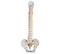 3B Scientific A58/1 Classic Flexible Spine + free anatomy software - 3B Smart Anatomy