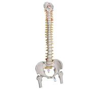 3B Scientific A59/2 Lifetime Flexible Spine with Femur heads + free Anatomy App - 3B Smart Anatomy