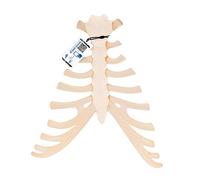 3B Scientific A69 Sternum with Rib Cartilage + free Anatomy App - 3B Smart Anatomy