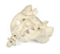 3B Scientific A70/6 Sacrum and Coccyx + free Anatomy App - 3B Smart Anatomy
