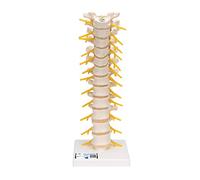 3B Scientific A73 Thoracic Spinal Column + free Anatomy App - 3B Smart Anatomy