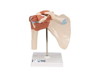 3B Scientific A80/1 Deluxe Functional Shoulder Joint Model + free anatomy software - 3B Smart Anatomy
