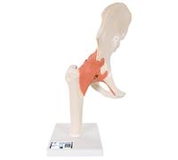 3B Scientific A81/1 Deluxe Functional Hip Joint Model + free Anatomy App - 3B Smart Anatomy