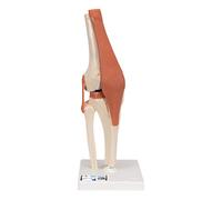 3B Scientific A82/1 Deluxe Functional Knee Joint Model + free anatomy software - 3B Smart Anatomy