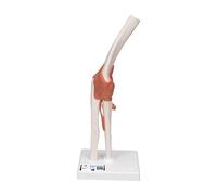 3B Scientific A83 Functional Elbow Joint + free anatomy software - 3B Smart Anatomy
