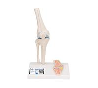 3B Scientific A85/1 Mini Knee Joint with Cross Section + free anatomy software - 3B Smart Anatomy