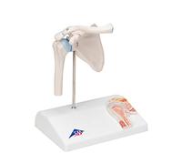 3B Scientific A86/1 Mini Shoulder Joint with Cross-Section + free anatomy software - 3B Smart Anatomy