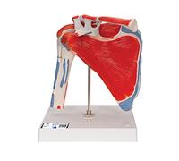 3B Scientific A880 Shoulder Joint with Rotator Cuff, 5 Part + free anatomy software - 3B Smart Anatomy