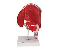 3B Scientific A881 Hip Joint with Removable Muscles, 7 Part + free anatomy software - 3B Smart Anatomy