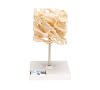 3B Scientific A99 Cancellous Bone + free Anatomy App - 3B Smart Anatomy