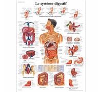 3B Scientific - anatomical board, 1