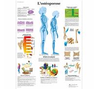 3B Scientific - Anatomical Board