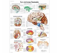 3B Scientific - anatomical board