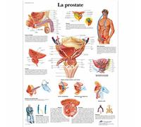 3B Scientific - anatomical board