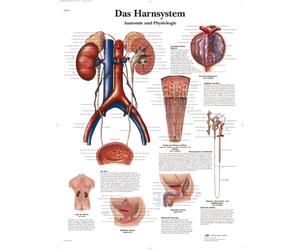 3B Scientific Anatomical Chart 'Das Harnsystem, Anatomie und Physiologie' ('The Urinary System, Anatomy and Physiology') [German Language]