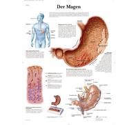 3B Scientific Anatomical Teaching Chart 'Der Magen'
