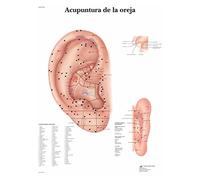 3B Scientific Auricular Acupuncture Educational Chart, Ear Acupuncture Points Poster, Auriculotherapy Reference, TCM Teaching Chart
