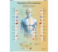 3B Scientific Autonomic Nervous System Anatomy Chart, German Paper Anatomy Poster, Detailed Sympathetic & Parasympathetic Nervous System Wall Chart for Medical Students, Nursing & Healthcare Education