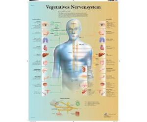 3B Scientific Autonomic Nervous System Anatomy Chart, German Paper Anatomy Poster, Detailed Sympathetic & Parasympathetic Nervous System Wall Chart for Medical Students, Nursing & Healthcare Education