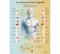 3B Scientific Autonomic Nervous System Educational Chart, Sympathetic & Parasympathetic Nervous System Poster, ANS Anatomy Teaching Chart