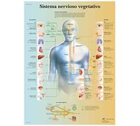 3B Scientific Autonomic Nervous System Educational Chart, Sympathetic & Parasympathetic Nervous System Anatomy Poster, Medical Teaching Chart