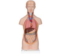3B Scientific B22 Mini-Torso, 12 Part + free Anatomy App - 3B Smart Anatomy