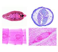 3B Scientific Biology Microscopy Micropräparate Series_ Slippers (Paramecium caudatum)