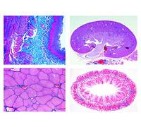 3B Scientific Biology Microscopy Micropräparates Series_ Cell, Tissue and Organs