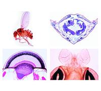 3B Scientific Biology Microscopy Micropräparates Series Spider Animals and Thousands