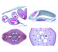 3B Scientific Biology Microscopy Microproparates Series Flowering plants (Magnoliopsida): Blossom