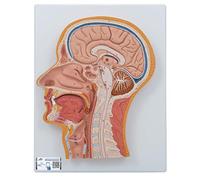 3B Scientific C12 Median Section of The Head + anatomy software - 3B Smart Anatomy