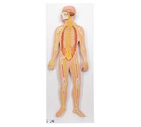 3B Scientific C30 Nervous System, 1/2 Life Size + free Anatomy App - 3B Smart Anatomy