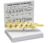 3B Scientific Canine 5-piece Vertebrae Column Model