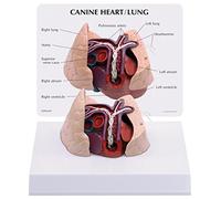 3B Scientific Canine Heart and Lung Model