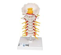 3B Scientific Cervical Spinal Column + free anatomy software - 3B Smart Anatomy