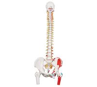 3B Scientific Classic Flexible Spine with Femur Heads and Painted Muscles + free anatomy software - 3B Smart Anatomy A58/3