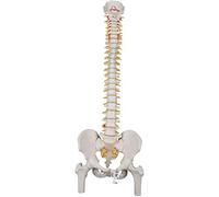 3B Scientific Classic Flexible Spine with Femur Heads + free anatomy software - 3B Smart Anatomy A58/2