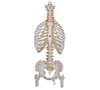 3B Scientific Classic Flexible Spine with Ribs and Femur Heads + free Anatomy App - 3B Smart Anatomy A56/2